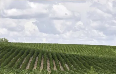  ?? Nati Harnik/ Associated Press ?? This July 30, 2018, photo shows rows of soybean plants in a field near Bennington, Neb. A report by the United Nations released on Thursday says human- caused climate change is dramatical­ly degrading the planet's land, while the way people use the Earth is making global warming worse.