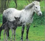  ?? ?? Newborn Eriskay filly foal Bydand Correen, out of Altens Alice, originally from Doonies Rare Breed Farm, and Whitney Harrier. Bred in Aberdeensh­ire by Steve and Ruth McMinn.