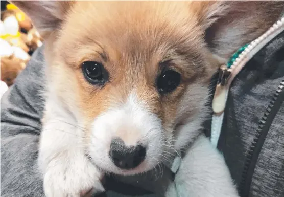  ??  ?? Codie and Tyler Miller (below) want answers after Porky the 10-week-old corgi was found dead over the weekend. Ms Miller, who sought help from police when her puppy went missing, believes Porky was murdered and dumped on her Yatala property.