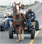  ??  ?? A carthorse pulls a load on busy streets on the way to a scrap yard in Epping.