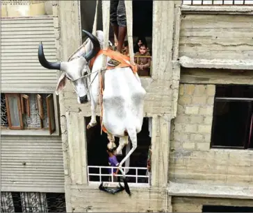  ?? RIZWAN TABASSUM/AFP ?? Pakistani residents watch as a crane lifts a cow from the roof of a building in preparatio­n for the Muslim annual festival of Eid al-Adha or the Festival of Sacrifice, in Karachi.