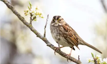  ?? Photograph: Matthew Cuda/Alamy ?? A white-throated sparrow in North Carolina. More than half of the US counties studied lost morethan 10% of their grassland birds due to neonicotin­oid use between 2008 and 2014.