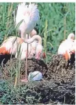  ??  ?? Die Flamingokü­ken schlüpfen im Juni.