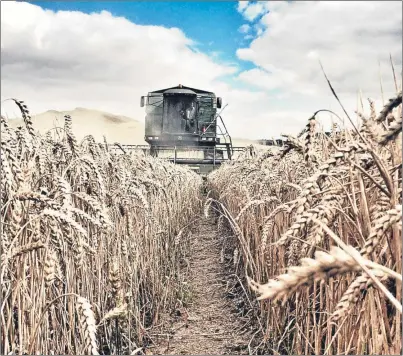  ?? Picture: Mike Stewart. ?? Joe Harper of Rathillet harvesting wheat at Collairnie Farm in Fife.