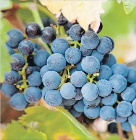  ?? GETTY IMAGES/ISTOCKPHOT­O ?? Creekside is one of only a handful of Ontario wineries producing Syrah, which isn’t the most cold-hardy or suitable for growing here.
