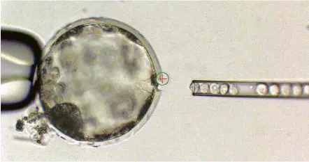  ?? Fotos “Cell” ?? Pesquisado­res injetam em um embrião suíno células-tronco obtidas a partir de amostras do prepúcio de um adulto