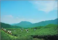  ??  ?? A tea farm in Hunan. Hunan-made teas have been displayed at the World Expo in Astana.