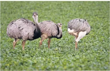  ?? FOTO: DPA ?? Im Grenzland von Mecklenbur­g-Vorpommern und Schleswig-Holstein, nahe des Ratzeburge­r Sees, hat sich die einzige wildlebend­e Nandu-Population Europas etabliert. Sie zählt mehr als 500 Tiere.