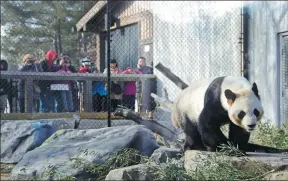  ?? YU RUIDONG / CHINA NEWS SERVICE ?? Visitors see four pandas off at the Toronto Zoo on Sunday — the last day of their stay in the Canadian city. The family, father Da Mao, mother Er Shun and their Canada-born children Jia Panpan and Jia Yueyue, were heading for Calgary, another city in...