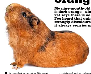 Can guinea pigs be in best sale the dark