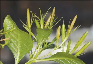  ?? ERIN TRIPP / UNIVERSITY OF COLORADO VIA THE NEW YORK TIMES ?? The hairyflowe­r wild petunia shoots tiny seeds more than 20 feet through the air to reproduce, according to three undergradu­ate physics majors and their professor at the University of Colorado.