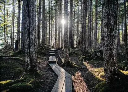  ??  ?? The sun filters through tress and onto the Mount Dewey trail in Wrangell. Wrangell is a former timber town described by John Muir as “a rough place.”