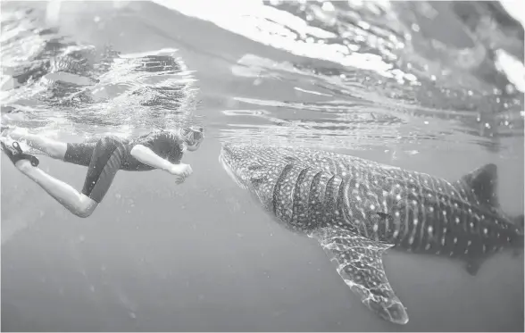  ?? SUBMITTED ?? Baja Charters takes groups out to swim with whale sharks, the largest fish on the planet, in the Sea of Cortez.