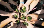  ?? Eddy Matchette / For the Chronicle ?? Pupils show the yield from the jalapeno harvest day last spring at the Griffin Elementary School garden.