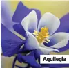  ?? ?? Aquilegia