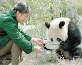  ??  ?? The photo taken by Jin Xuqi in 1980 shows a zoo keeper giving milk to Baobao, a panda bound for Germany soon. — Xinhua