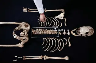  ??  ?? Left: The uk’s most complete Mesolithic skeleton, from Gough’s Cave, Somerset and known as Cheddar Man, was found in 1903. It is radiocarbo­n dated to around 8250bc. adna from a temporal bone was included in this study, revealing the man probably had blue/green eyes, dark brown or possibly black hair, and dark or black skin, consistent with Mesolithic genomes from the continent