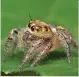  ??  ?? Six new species of minute goblin spiders discovered in the diminishin­g forests of Sri Lanka derive their name from the pages of The Goblins LookingGla­ss ( 1947), Billy’s Little Boats ( 1971) and The Firework Goblins ( 1971)