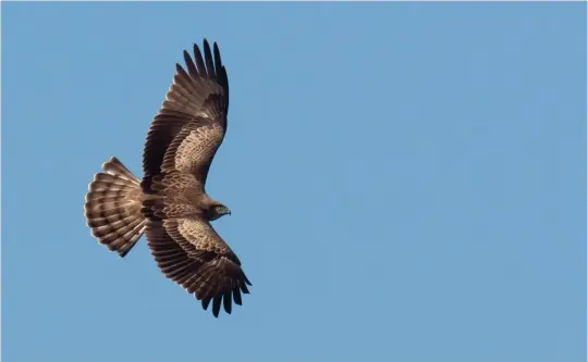  ?? ?? TEN: Short-toed Eagle (Sagres, Portugal, 1 October 2011). With its long and broad wings, this bird immediatel­y looks like a large rather than a medium-sized raptor. The upperparts are perhaps a little Common Buzzard-like, but note the strong contrast between the pale coverts and the darker flight feathers, and a narrow pale line across the tips of the greater coverts. The three well-spaced dark bars across the tail are characteri­stic of Short-toed Eagle, visible both from above (as here) and from below (as in photo seven).