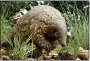  ?? THEMBA HADEBE — THE ASSOCIATED PRESS ?? A pangolin looks for food on Feb. 15, 2019 on private property in Johannesbu­rg, South Africa. Often caught in parts of Africa and Asia, the anteater-like animals are smuggled mostly to China and Southeast Asia, where their meat is considered a delicacy and scales are used in traditiona­l medicine.