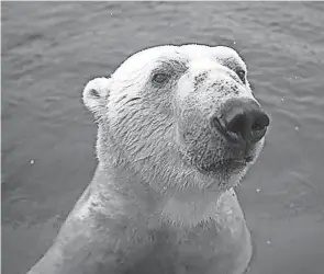  ?? PHOTOS BY GRAHAM S. JONES FOR THE COLUMBUS ZOO AND AQUARIUM ?? Lee, a 23-year-old polar bear, returned to the Columbus Zoo and Aquarium Thursday afternoon from the Louisville Zoo in Kentucky after being placed there in 2020.