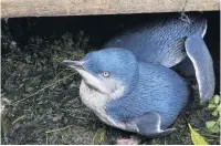  ?? PHOTO: PHILIPPA AGNEW ?? No worries . . . Tourism Waitaki has no concerns for blue penguins over the busy Chinese New Year period.