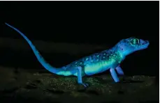  ?? Ahmed Al Busaidi ?? Above and top, an adult female dune sand gecko glows under ultraviole­t light at the Desert Park of Sharjah