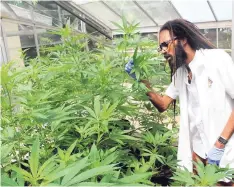  ??  ?? Horticultu­ralist and researcher Dr Machel Emanuel examines marijuana plants in the greenhouse at the University of the West Indies, Mona campus.