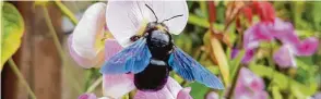  ??  ?? Zuerst dachte die Augsburger­in Irmgard Sturm, da sei eine große schwarze Hummel in ihrem Schreberga­r  ten gelandet. Sie recherchie­rte und stellte fest: Es ist eine Große Holzbiene.