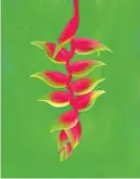  ?? Claire Reid Los Angeles Times ?? HELICONIA ROSTRATA