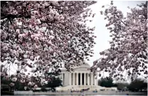  ?? Olivier Douliery/Abaca Press/TNS ?? ■ The Thomas Jefferson Memorial is seen behind blooming cherry blossom trees April 10, 2015, at Tidal Basin in Washington, D.C.