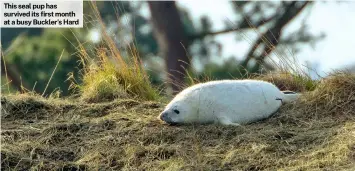  ?? ?? This seal pup has survived its first month at a busy Buckler’s Hard