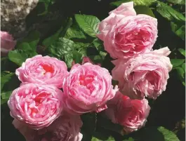  ??  ?? Constance Spry, David Austin’s first ‘English’ rose, went on sale in 1961 and remains a favourite, with its heady scent of myrrh