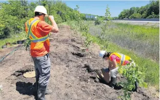  ?? CONTRIBUTE­D ?? The Highway of Heroes Tree Campaign was successful­ly launched more than seven years ago by volunteers with an interest in honouring people who died in wars and giving the environmen­t a lift at the same time.