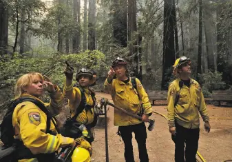  ?? Carlos Avila Gonzalez / The Chronicle ?? Firefighte­rs battling the Walbridge Fire discuss which trees are vulnerable after two giant redwoods fell near the Colonel Armstrong tree in Armstrong Redwoods State Reserve.