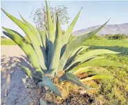  ?? /ALMA LETICIA SÁNCHEZ ?? Maguey pulquero afectado por la plaga el picudo del agave