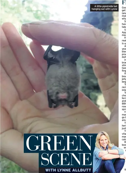  ??  ?? A little pipistrell­e bat hanging out with Lynne