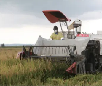  ??  ?? A worker harvests paddy rice in an agricultur­al park developed by a Chinese private enterprise in Kalungu District, Uganda, on June 13, 2019