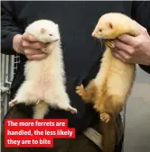  ?? ?? The more ferrets are handled, the less likely they are to bite