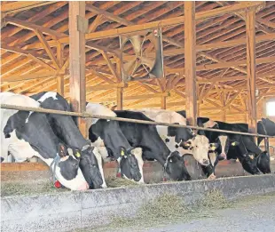  ??  ?? All agencies are committed to working together to “build on the important contributi­on made by beef from our dairy herd”.