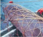  ??  ?? Illegal gillnets can be deadly for the rare vaquita porpoise.