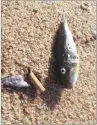  ??  ?? RIGHT: A pufferfish washed up at Zimbali Beach, on the northern KZN coast, compared with a cigarette end to show its size.
Picture: Suplied.