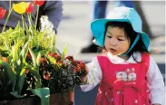  ?? Jessica Christian / The Chronicle ?? Two-year-old Zuoy Pan of Fremont examines the tulips at the Tulipmania festival on Pier 39.