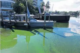  ?? JOE CAVARETTA/SUN SENTINEL ?? Yachts off Las Olas Boulevard, Fort Lauderdale’s premier corridor, are floating in green slime. The blue-green algae, called cyanobacte­ria, is often referred to as “pond scum” and can emit a stench.